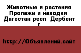 Животные и растения Пропажи и находки. Дагестан респ.,Дербент г.